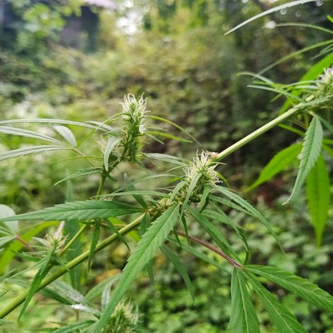 Marijuana #1 growlog timeline photo