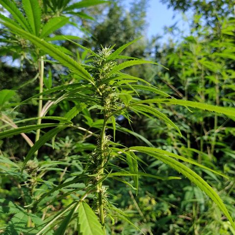 Marijuana #1 growlog timeline photo