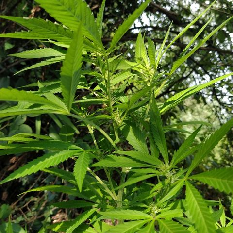 Marijuana #1 growlog timeline photo