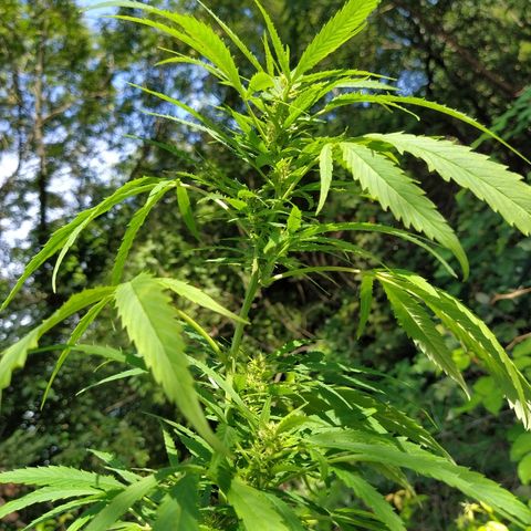 Marijuana #1 growlog timeline photo