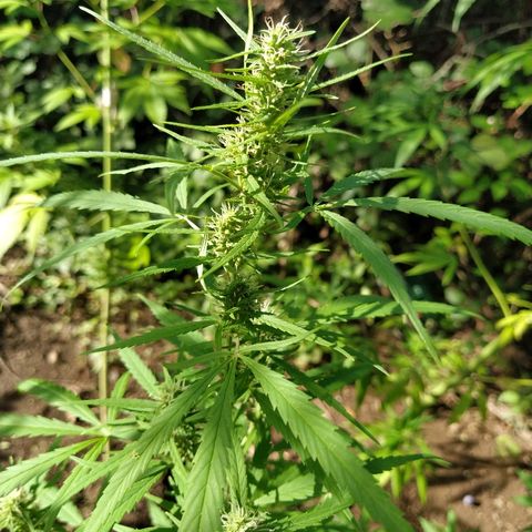 Marijuana #1 growlog timeline photo