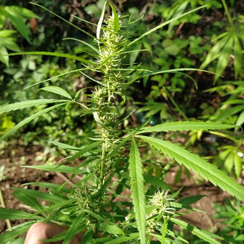 Marijuana #1 growlog timeline photo