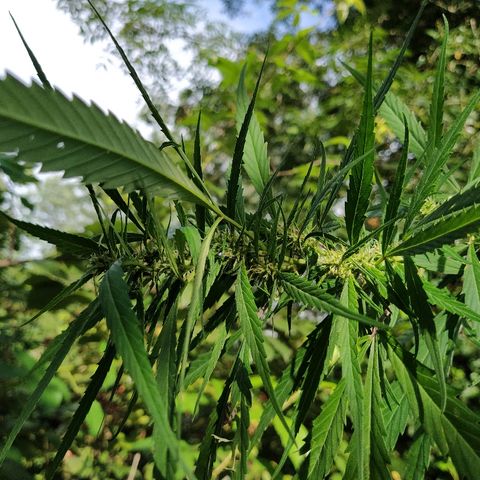Marijuana #1 growlog timeline photo