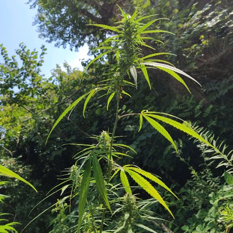 Marijuana #1 growlog timeline photo