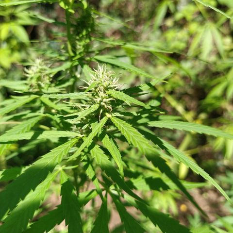 Marijuana #1 growlog timeline photo
