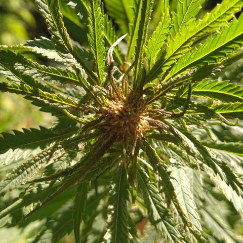 Marijuana #1 growlog timeline photo