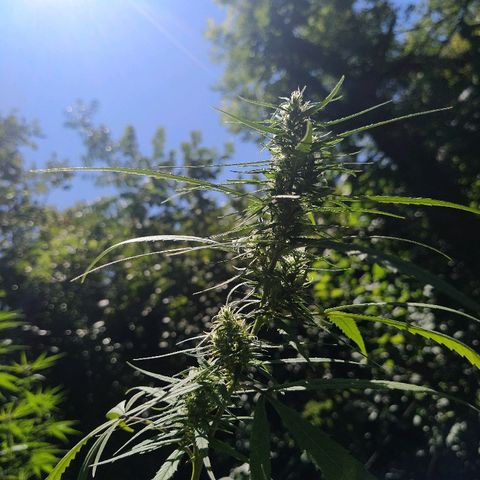 Marijuana #1 growlog timeline photo