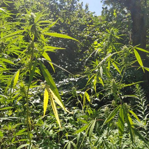 Marijuana #1 growlog timeline photo