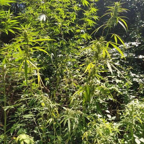 Marijuana #1 growlog timeline photo
