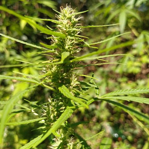 Marijuana #1 growlog timeline photo