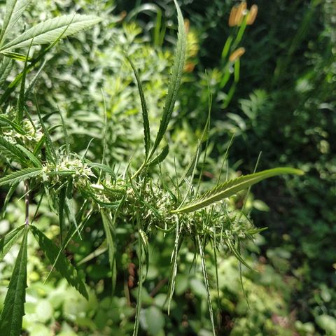 Marijuana #1 growlog timeline photo