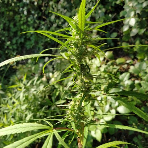 Marijuana #1 growlog timeline photo