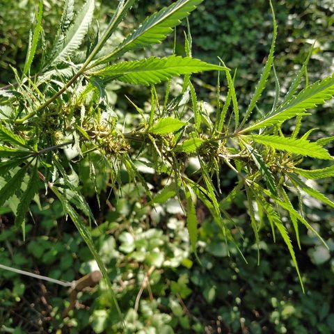Marijuana #1 growlog timeline photo
