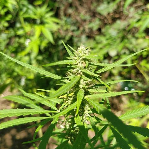 Marijuana #1 growlog timeline photo