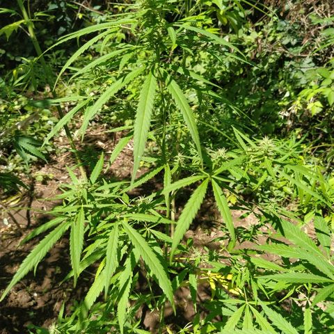 Marijuana #1 growlog timeline photo