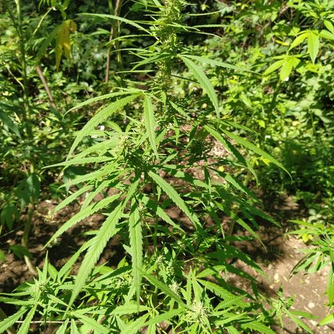 Marijuana #1 growlog timeline photo