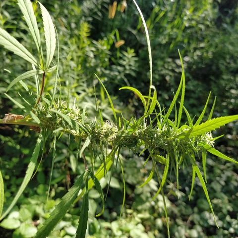 Marijuana #1 growlog timeline photo