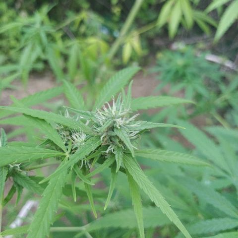 Marijuana #1 growlog timeline photo