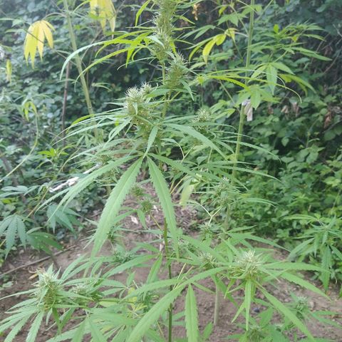 Marijuana #1 growlog timeline photo