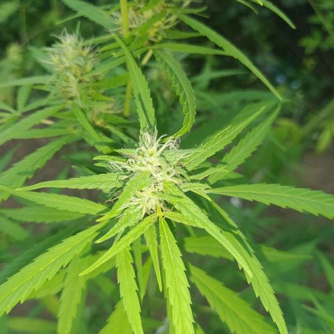 Marijuana #1 growlog timeline photo