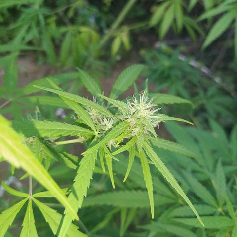 Marijuana #1 growlog timeline photo