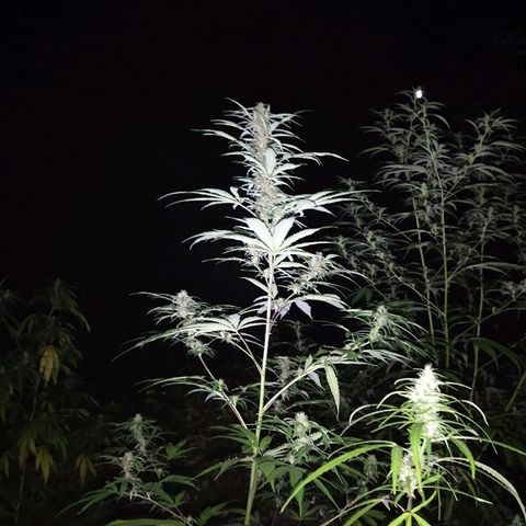 Marijuana #1 growlog timeline photo