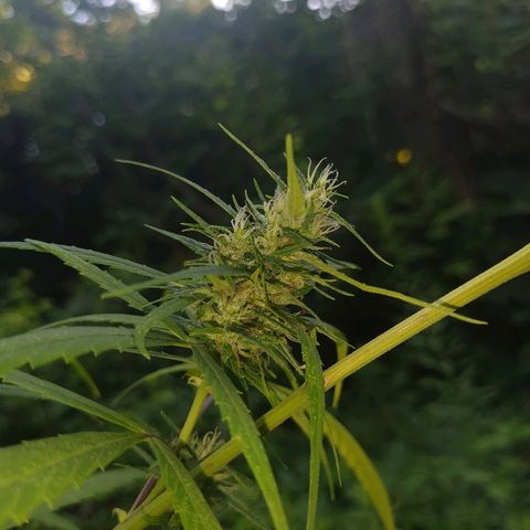Marijuana #1 growlog timeline photo