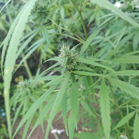 Marijuana #1 growlog timeline photo