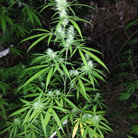 Marijuana #1 growlog timeline photo