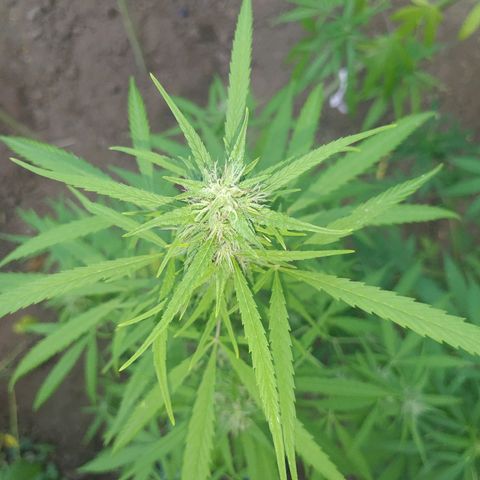 Marijuana #1 growlog timeline photo