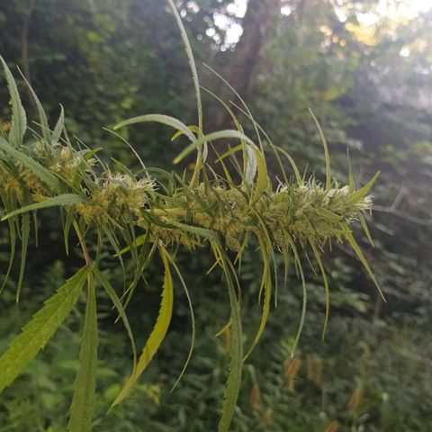 Marijuana #1 growlog timeline photo