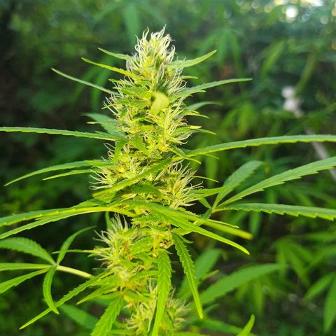 Marijuana #1 growlog timeline photo