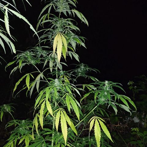 Marijuana #1 growlog timeline photo