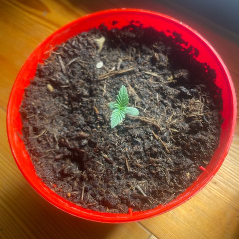 Strawberry banana auto 1 growlog timeline photo