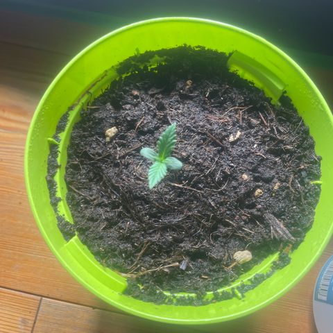Strawberry banana auto 2 growlog timeline photo