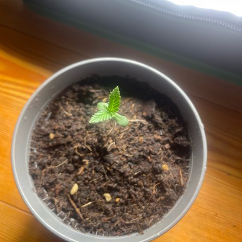 Strawberry banana auto 3 growlog timeline photo