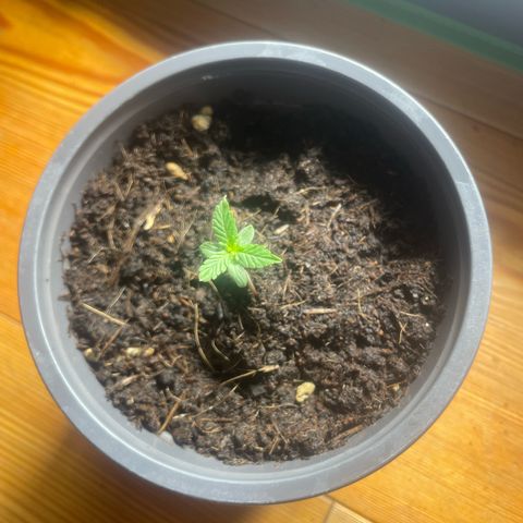 Titan F1 Hybrid growlog timeline photo