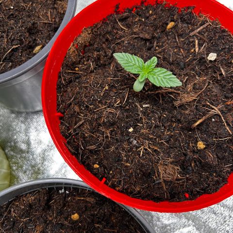 Strawberry banana auto 1 growlog timeline photo