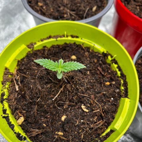 Strawberry banana auto 2 growlog timeline photo