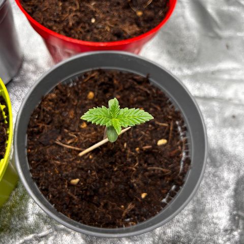 Strawberry banana auto 3 growlog timeline photo