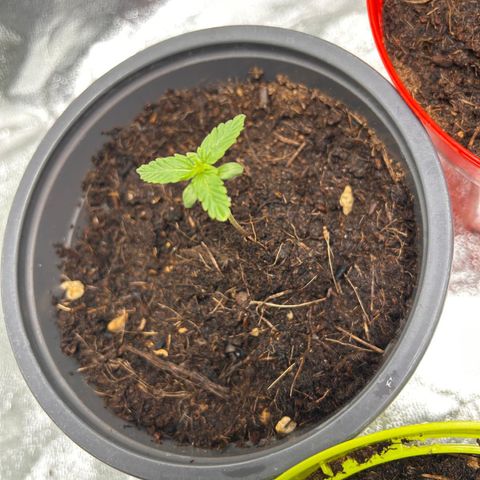 Titan F1 Hybrid growlog timeline photo