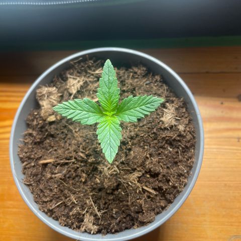 Strawberry banana auto 3 growlog timeline photo