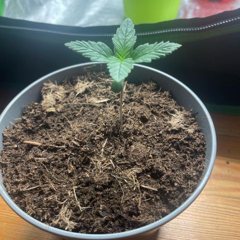 Strawberry banana auto 3 growlog timeline photo