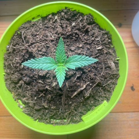 Strawberry banana auto 2 growlog timeline photo