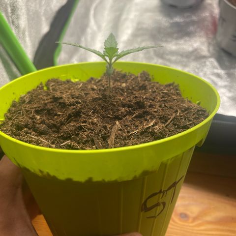 Strawberry banana auto 2 growlog timeline photo