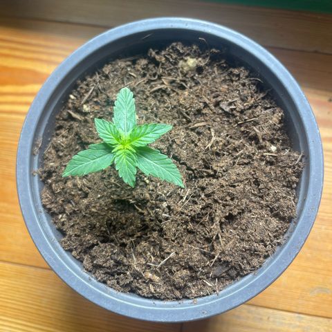 Titan F1 Hybrid growlog timeline photo