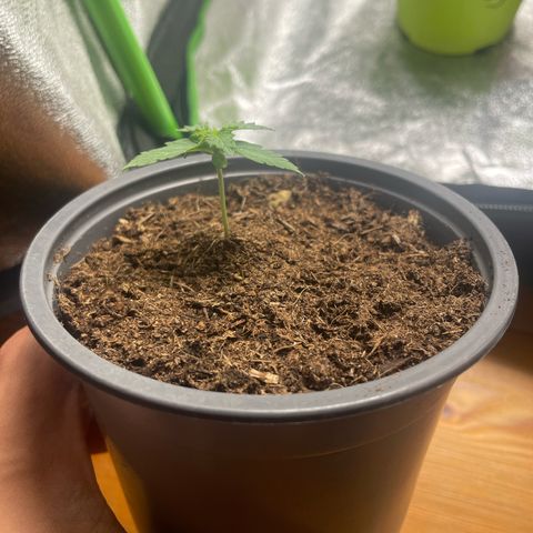 Titan F1 Hybrid growlog timeline photo