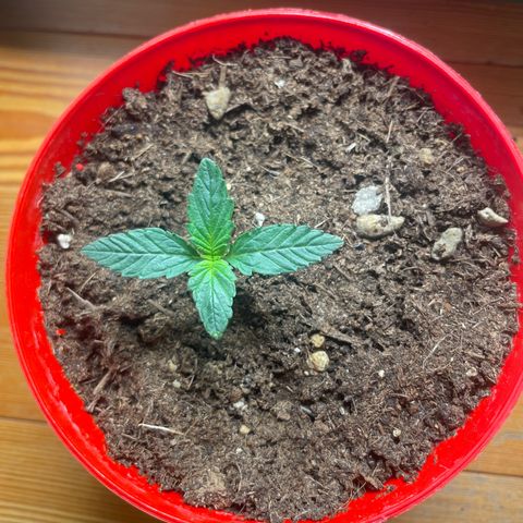 Strawberry banana auto 1 growlog timeline photo