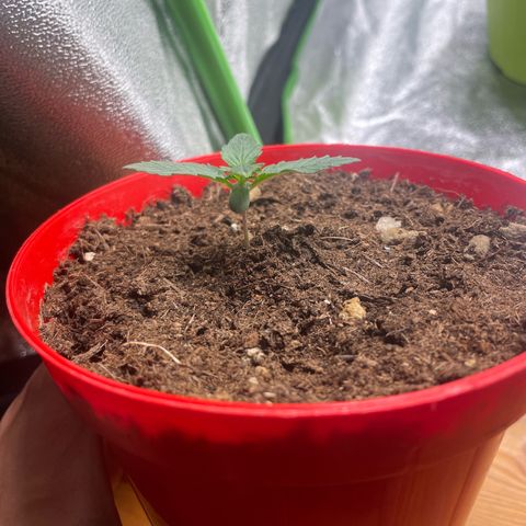 Strawberry banana auto 1 growlog timeline photo