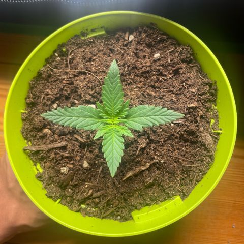 Strawberry banana auto 2 growlog timeline photo